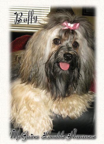 Buffy - Havanese